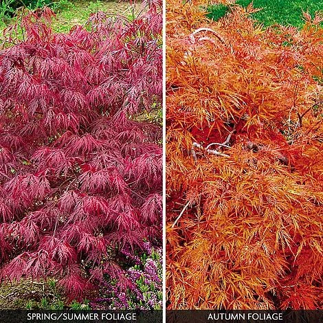 Acer Palmatum Var. Dissectum 'Rubrum' 1 Acer Palmatum Var. Dissectum 'Rubrum'