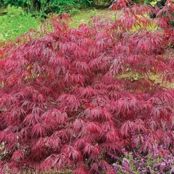 Acer Palmatum Var. Dissectum 'Rubrum' 6 Acer Palmatum Var. Dissectum 'Rubrum' -Green Us Garden ACER V11237 C h