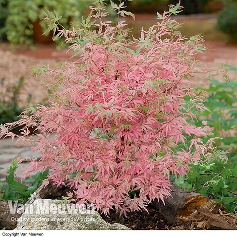 Acer Palmatum 'Taylor' 1 Acer Palmatum 'Taylor'