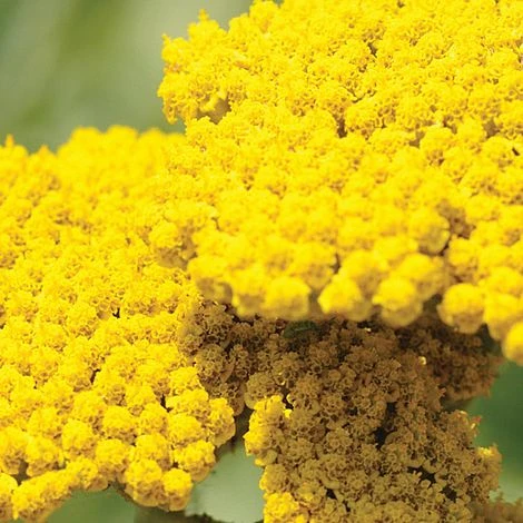 Achillea Filipendulina 'Coronation Gold' 2 Achillea Filipendulina 'Coronation Gold' - Image 2