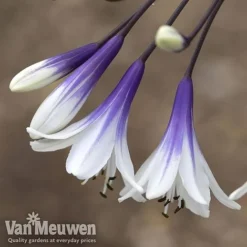 Agapanthus 'Fireworks' -Green Us Garden AGA FIRE B