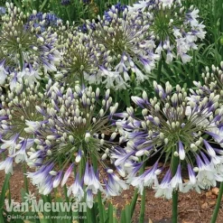 Agapanthus 'Fireworks' -Green Us Garden AGA FIRE C