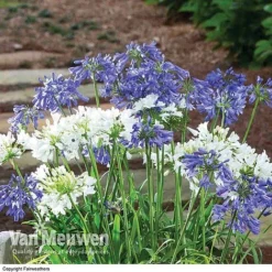 Agapanthus 'Ever White' -Green Us Garden AGAP VKA3941 B