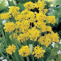 Bumper Spring Bulb Collection -Green Us Garden ALLI T11408 A h