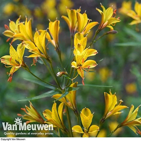 Alstroemeria 'Sweet Laura' 4 Alstroemeria 'Sweet Laura' - Image 4