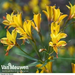 Green Us Garden -Green Us Garden ALST 61567 E