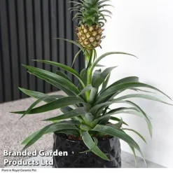 Pineapple Plant