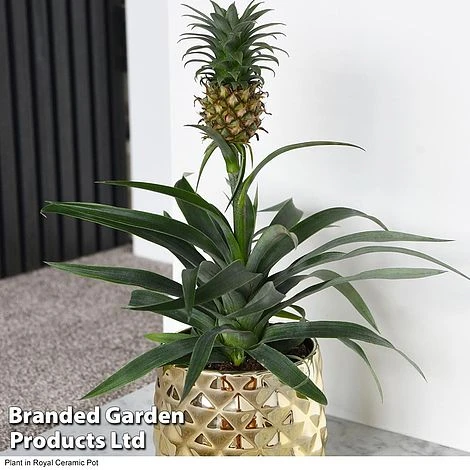 Pineapple Plant 2 Pineapple Plant - Image 2