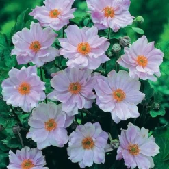 Anemone Hybrida 'Queen Charlotte'