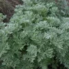 Artemisia Arborescens 'Powis Castle'