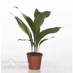 Aspidistra Elatior (House Plant) -Green Us Garden ASPI VKA2850 A