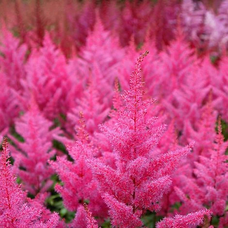 Astilbe Japonica 'Elisabeth Van Veen' 1 Astilbe Japonica 'Elisabeth Van Veen'