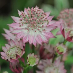 Astrantia Major 'Roma'