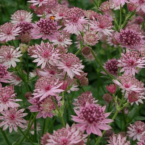 Astrantia Major 'Roma' 2 Astrantia Major 'Roma' - Image 2