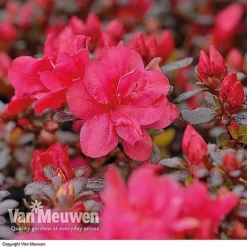 Azalea 'Dwarf Collection' -Green Us Garden AZAL V53136 B