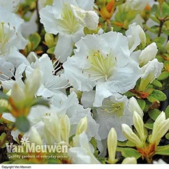 Azalea 'Dwarf Collection' -Green Us Garden AZAL V53136 C