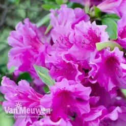 Azalea 'Dwarf Collection' -Green Us Garden AZAL V53136 D