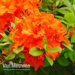 Azalea 'Dwarf Collection' -Green Us Garden AZAL V53136 E