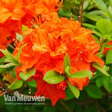 Azalea 'Dwarf Orange' 2 Azalea 'Dwarf Orange' - Image 2