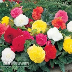 Begonia 'Double Flowered Mixed' -Green Us Garden BEGO 12544 A