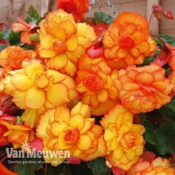 Begonia 'Cascading Fireball' -Green Us Garden BEGO 69301 C
