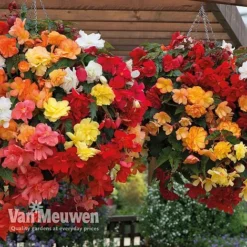 Begonia 'Illumination Mixed' -Green Us Garden BEGO P86758 B