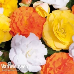 Begonia 'Nonstop Citrus Mix' -Green Us Garden BEGO V48976 C