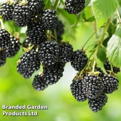 Blackberry 'Black Cascade' -Green Us Garden BLAC BLACKCASC L38071