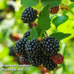 Blackberry 'Black Cascade' -Green Us Garden BLAC BLACKCASC L38072