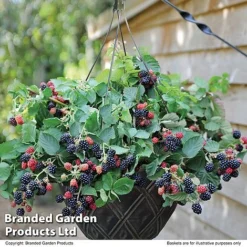Blackberry 'Black Cascade' -Green Us Garden BLAC BLACKCASC T11897