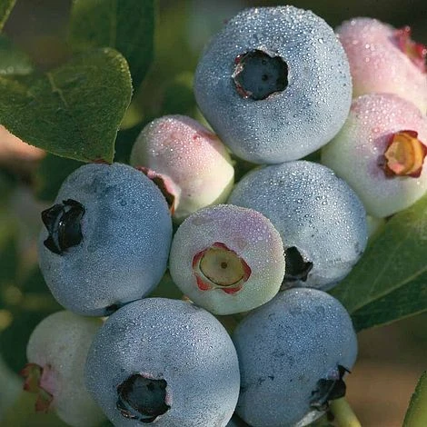 Blueberry 'Chandler' 1 Blueberry 'Chandler'