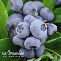 Blueberry 'Full Season Collection' 7 Blueberry 'Full Season Collection' -Green Us Garden BLUE V45268P C