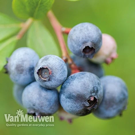 Blueberry 'Duke' 1 Blueberry 'Duke'