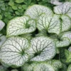Brunnera Macrophylla 'Jack Frost'