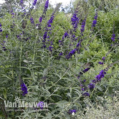 Delphinium 'Black Knight' 2 Delphinium 'Black Knight' - Image 2
