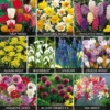 Value Spring Bulbs Collection