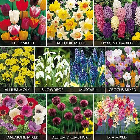 Value Spring Bulbs Collection 1 Value Spring Bulbs Collection