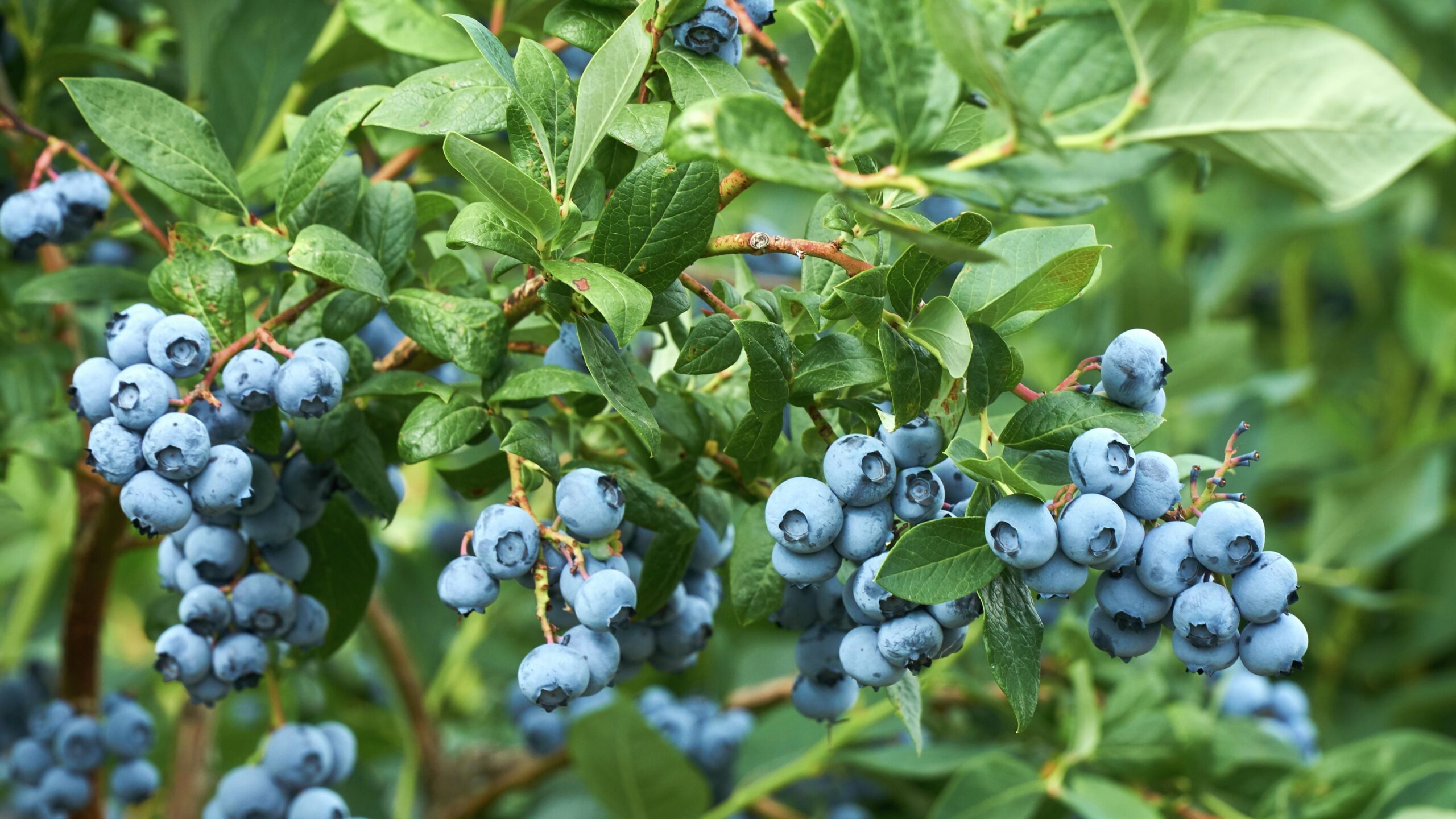 Green Us Garden -Green Us Garden Blueberries Image scaled