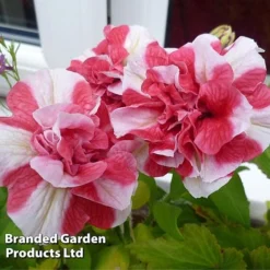 Petunia 'Cherry Ripple' (Tumbelina Series) -Green Us Garden BrandedGP Copyright Image cherry3