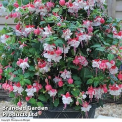 Fuchsia 'Swingtime'