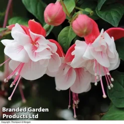 Fuchsia 'Swingtime' 5 Fuchsia 'Swingtime' -Green Us Garden BrandedGP Copyright Image swingtime3