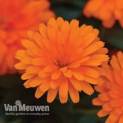 Calendula 'Power Daisy' Collection -Green Us Garden CALE VKA1013 C