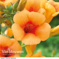 Campsis X Tagliabuana 'Indian Summer' -Green Us Garden CAMP V63780 F