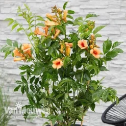 Campsis X Tagliabuana 'Indian Summer' -Green Us Garden CAMP V63780 c