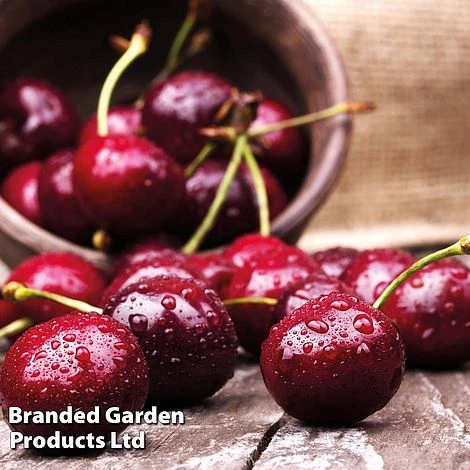 Cherry 'Sunburst' 1 Cherry 'Sunburst'