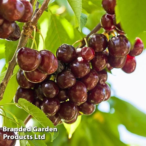 Cherry 'Sunburst' 2 Cherry 'Sunburst' - Image 2