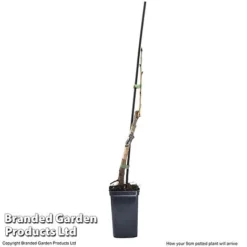 Cherry 'Sylvia' (Mini Fruit Tree) 13 Cherry 'Sylvia' (Mini Fruit Tree) -Green Us Garden CHER T10442 G