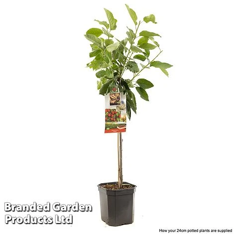 Cherry 'Stella' 2 Cherry 'Stella' - Image 2