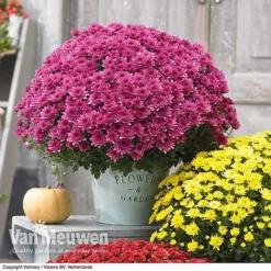 Chrysanthemum 'Hardy Patio Improved' -Green Us Garden CHRY V17671 D