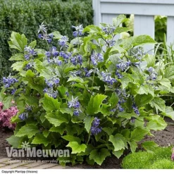 Clematis 'New Love' -Green Us Garden CLEM V56881 C